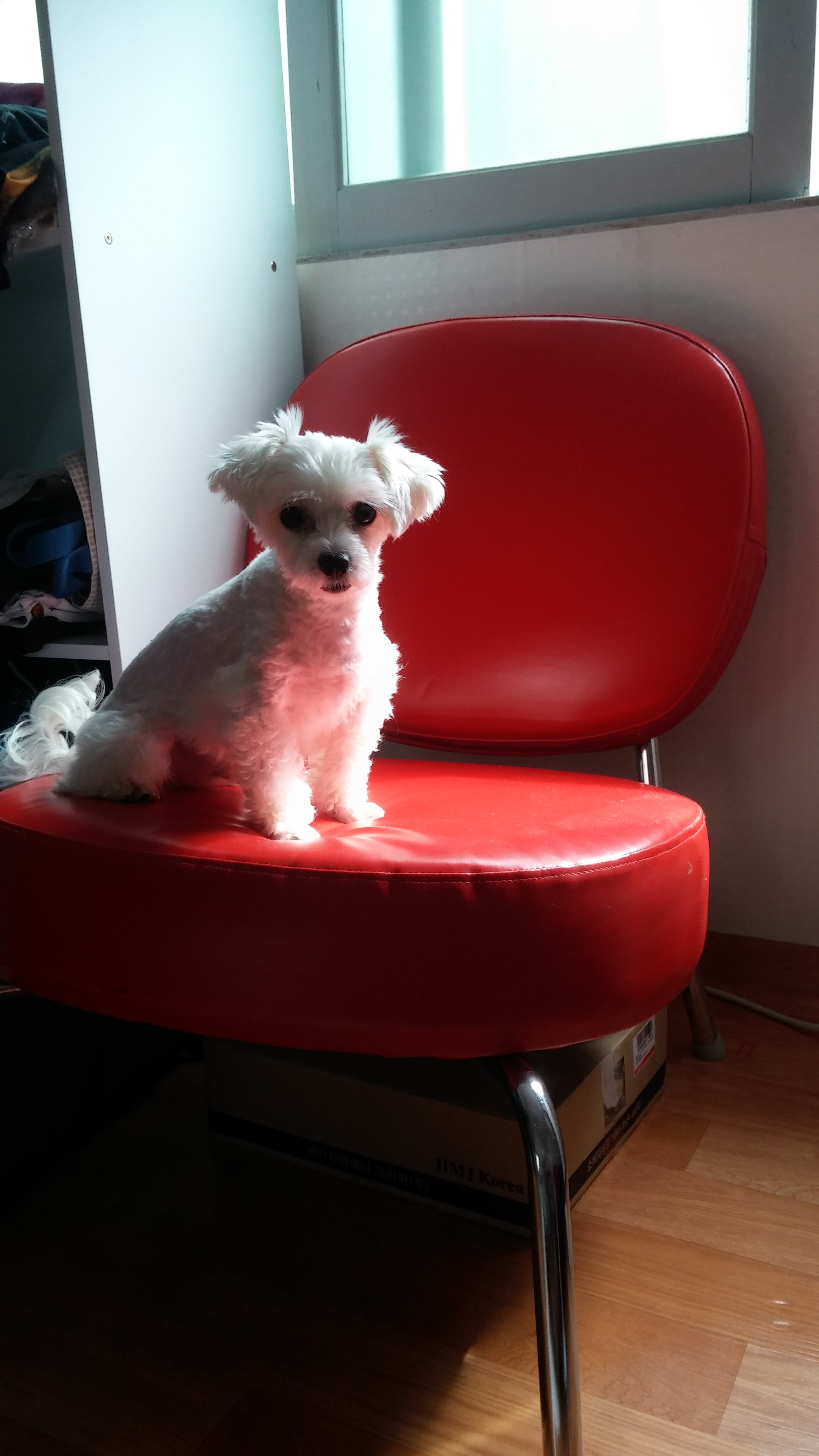 은평구 녹번동 말티 남아 다롱이를 찾습니다 - 강아지 찾아요 - 유기견 보호 센터 - 이미지 4