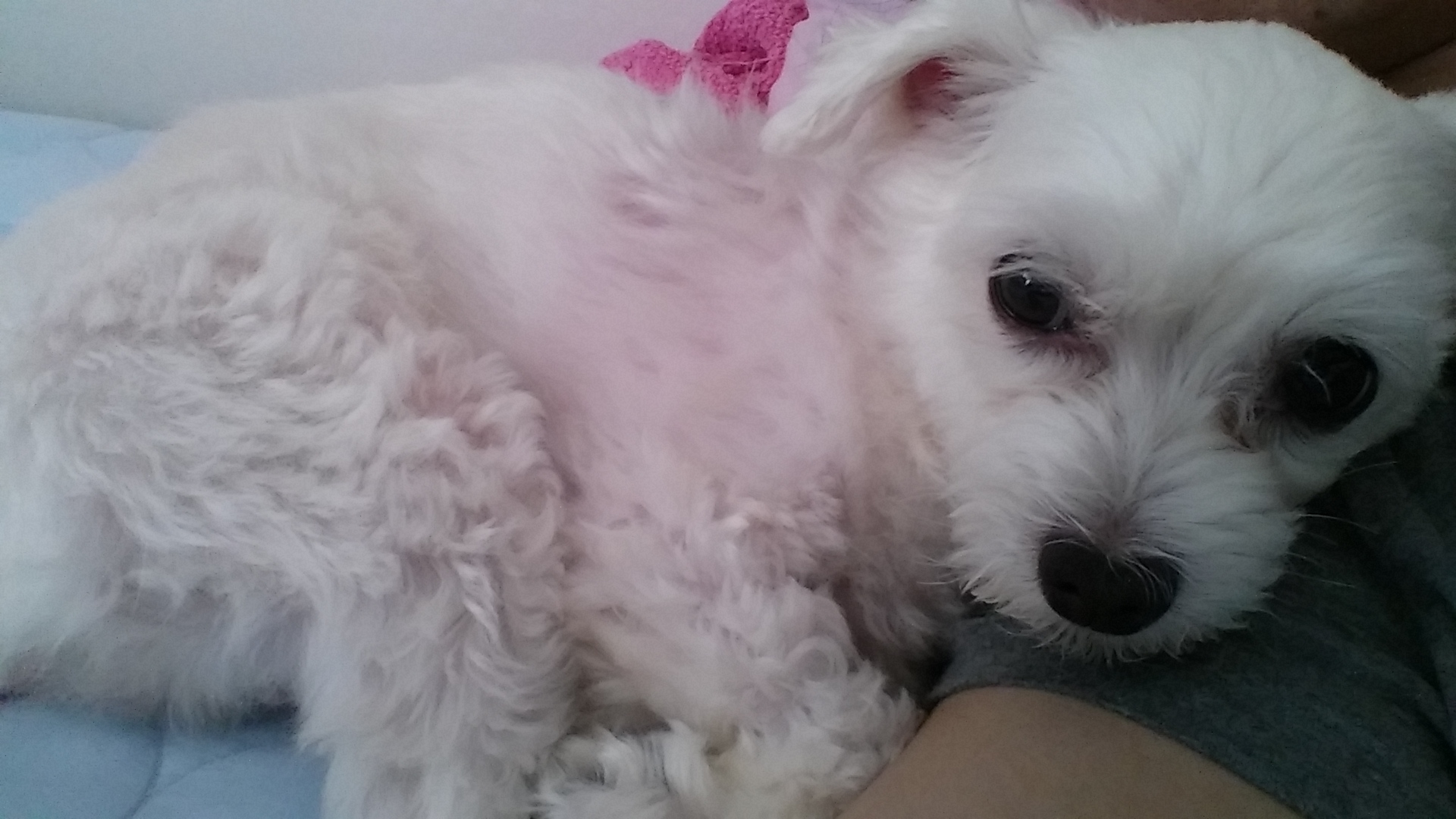 은평구 녹번동 말티 남아 다롱이를 찾습니다 - 강아지 찾아요 - 유기견 보호 센터 - 이미지 1