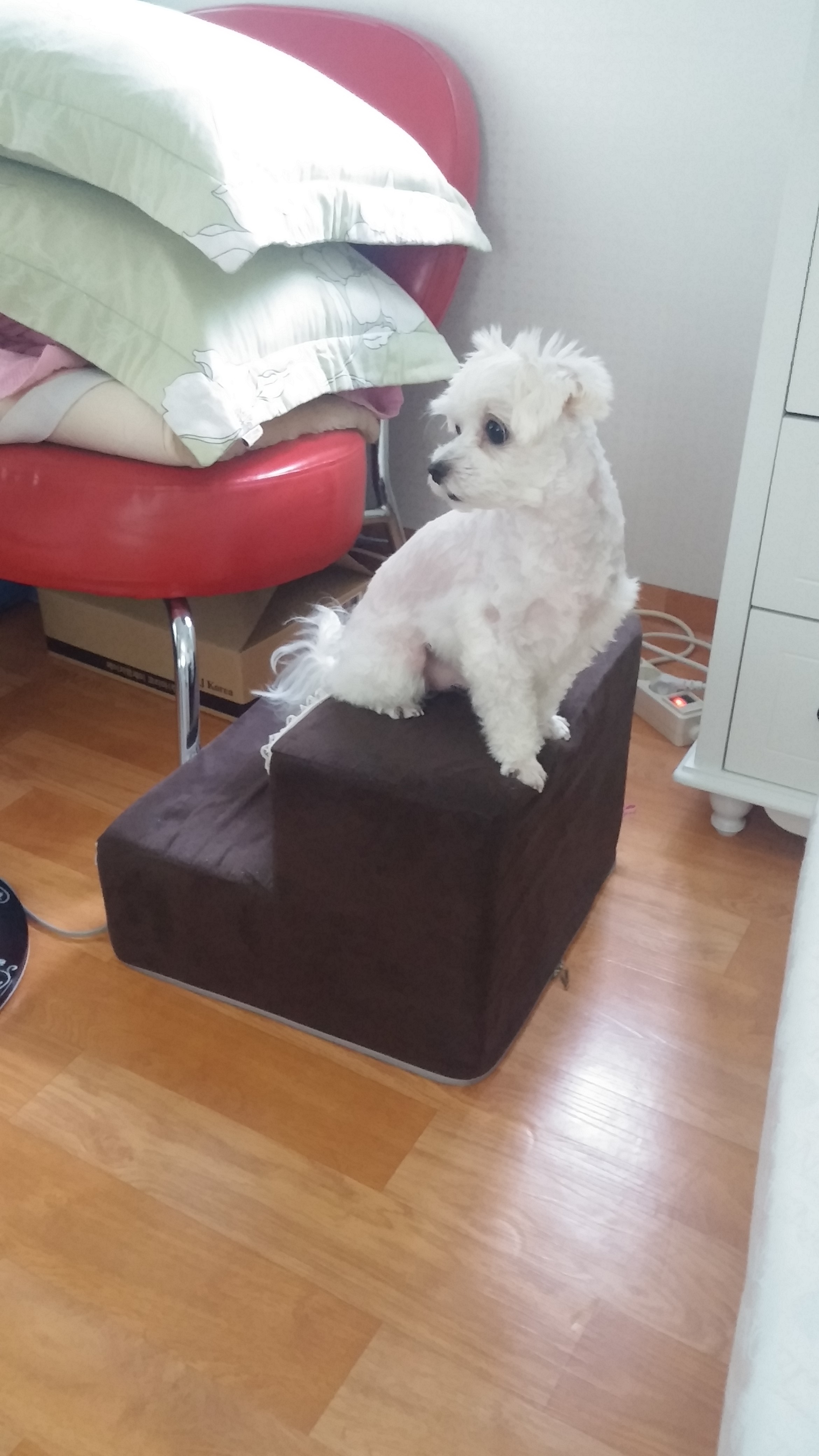 은평구 녹번동 말티 남아 다롱이를 찾습니다 - 강아지 찾아요 - 유기견 보호 센터 - 이미지 3