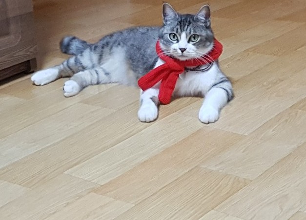 유기견보호센터 강아지보호소 고양이보호소 - 펫찾기 8번째 사진