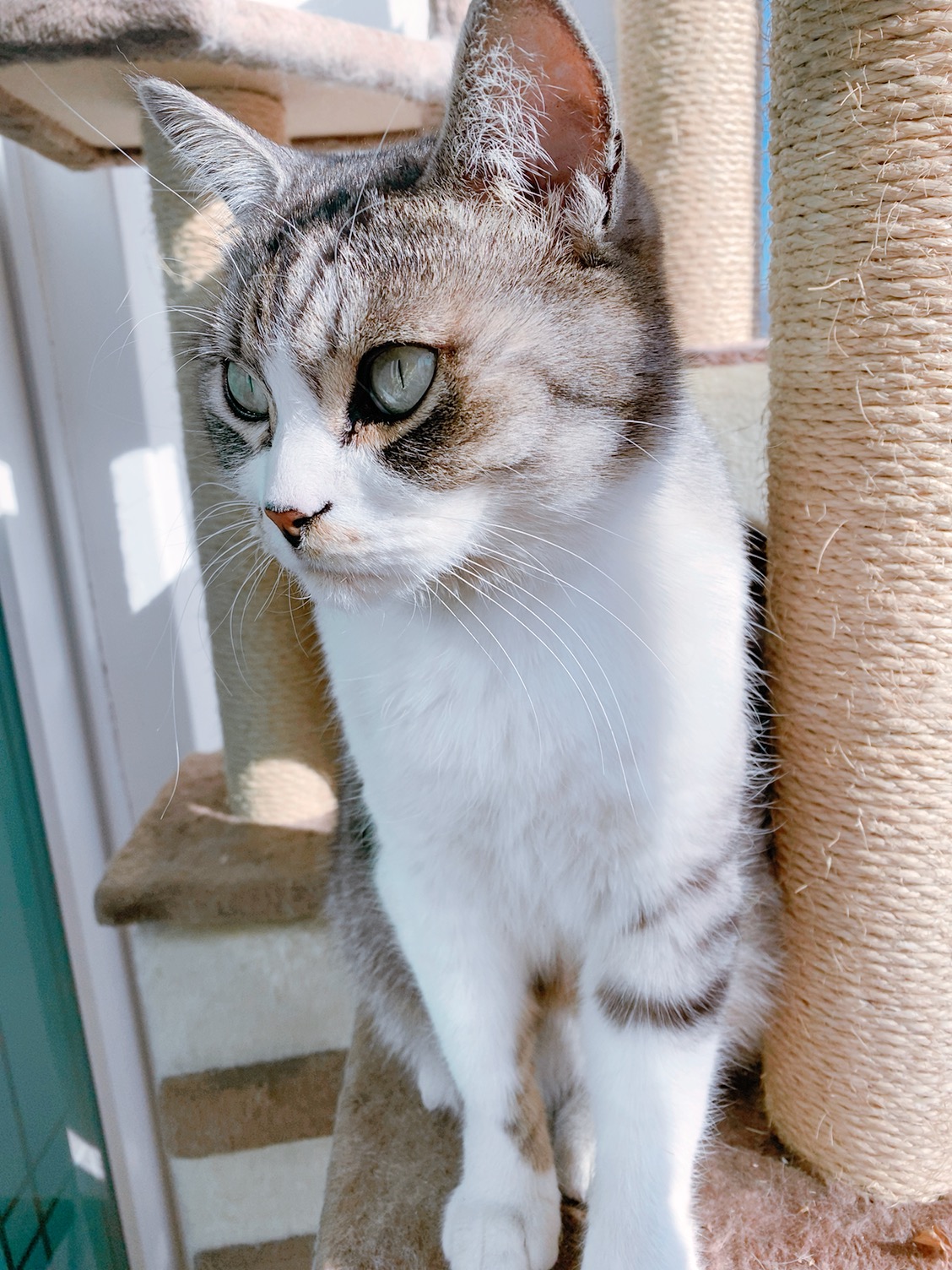 유기견보호센터 강아지보호소 고양이보호소 - 펫찾기 7번째 사진