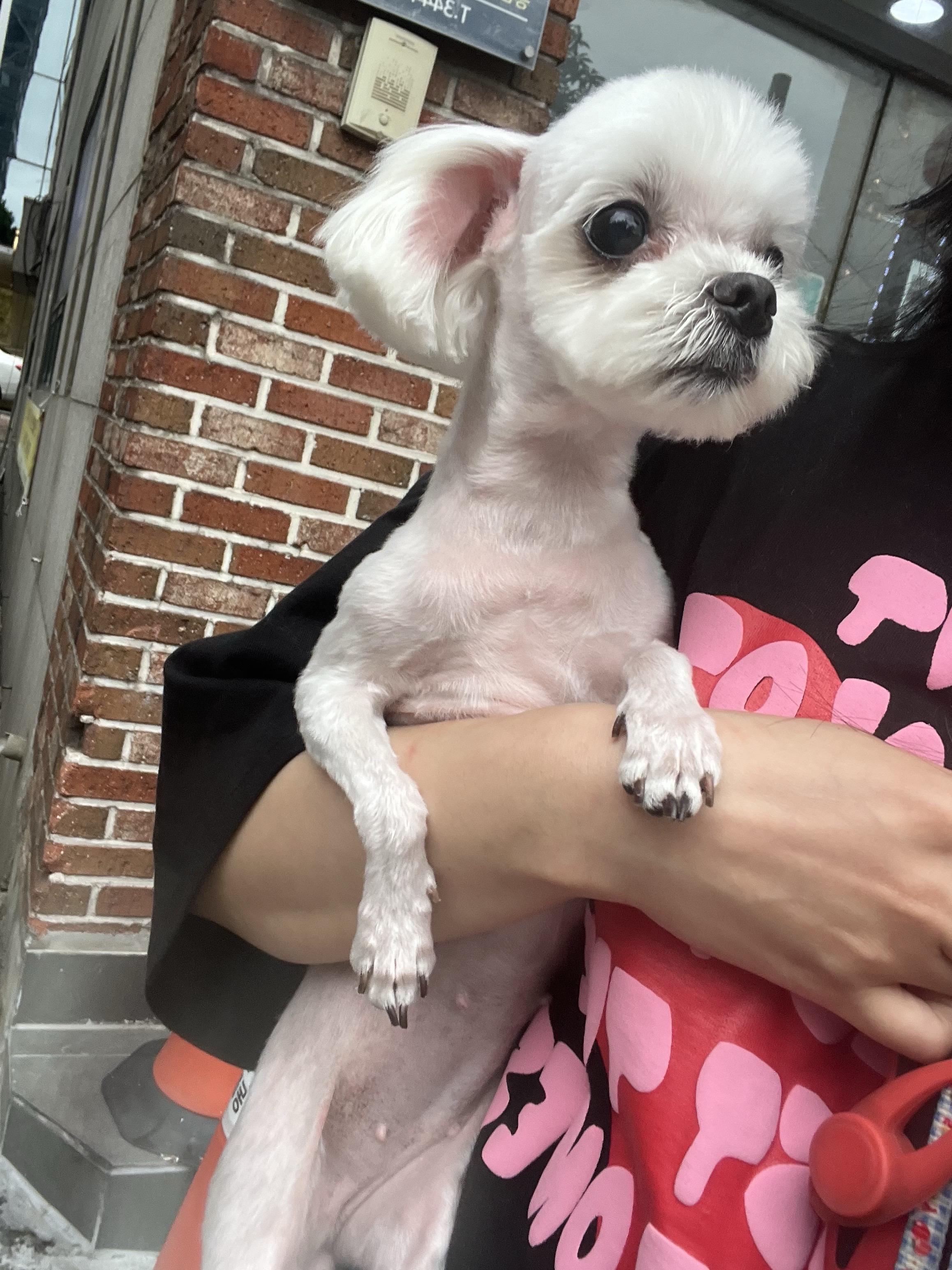 콩이 말티즈 찾습니다 - 강아지 찾아요 - 유기견 보호 센터 - 이미지 4