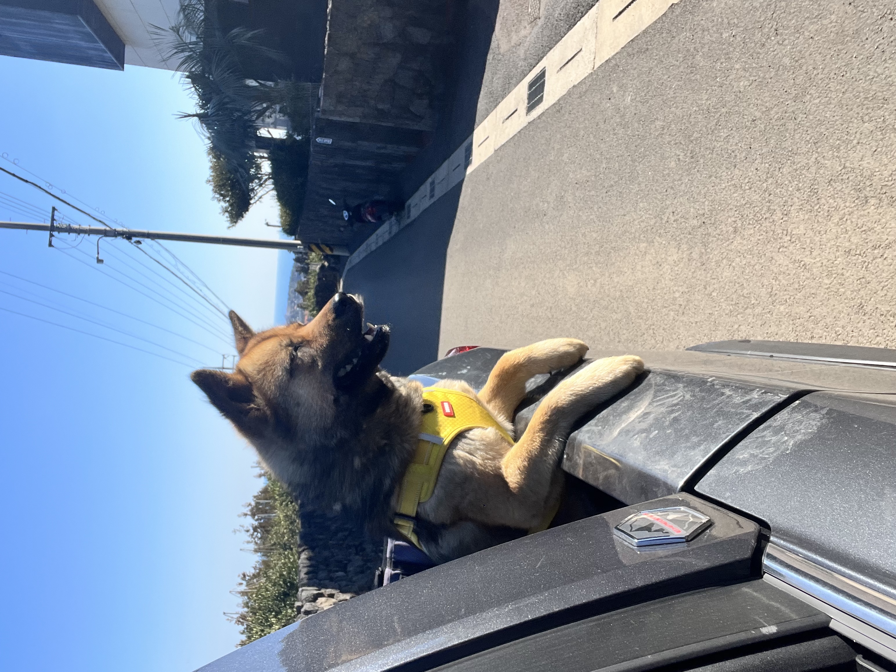 유기견보호센터 강아지보호소 고양이보호소 - 펫찾기 7번째 사진