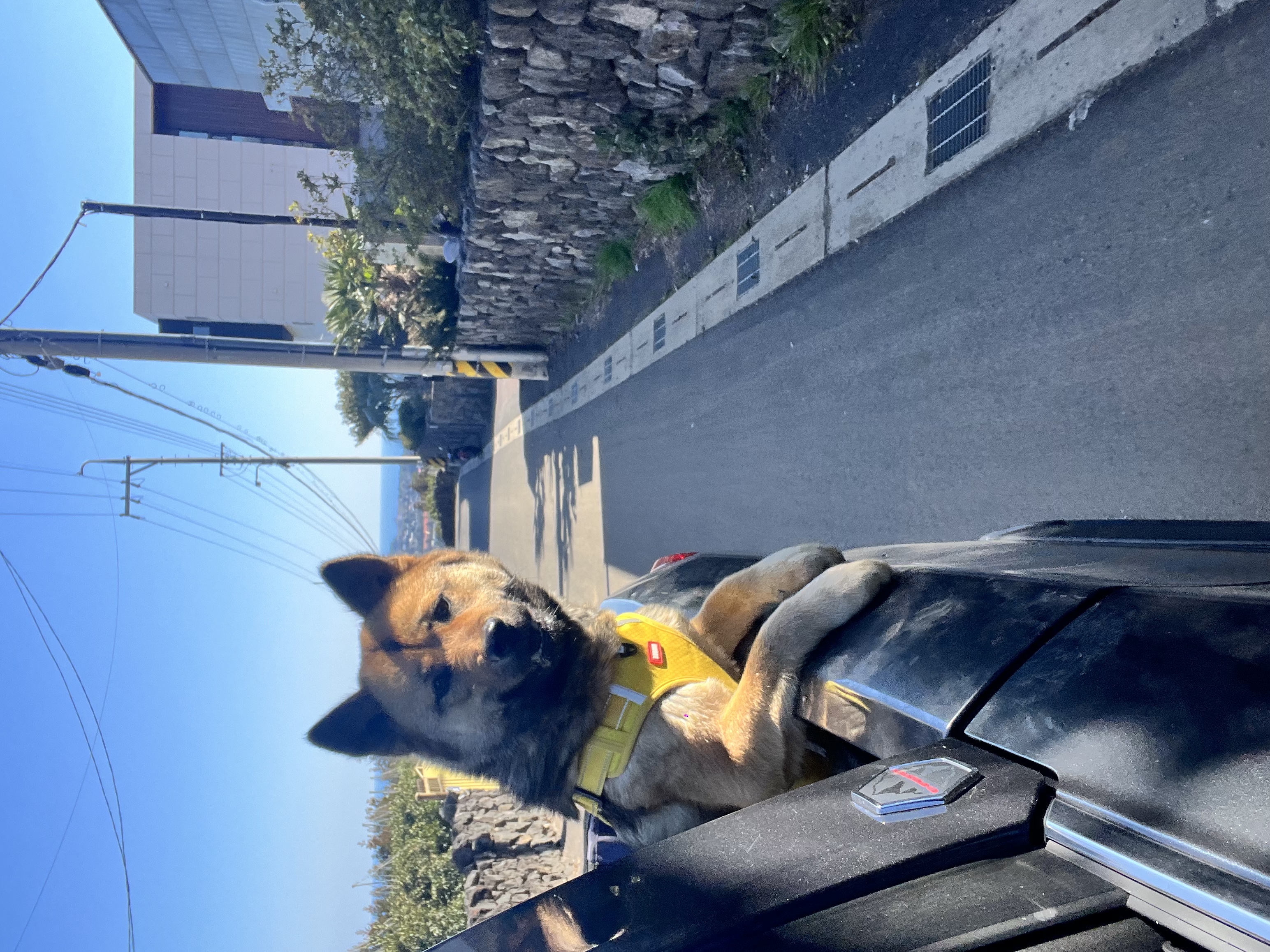 유기견보호센터 강아지보호소 고양이보호소 - 펫찾기 8번째 사진