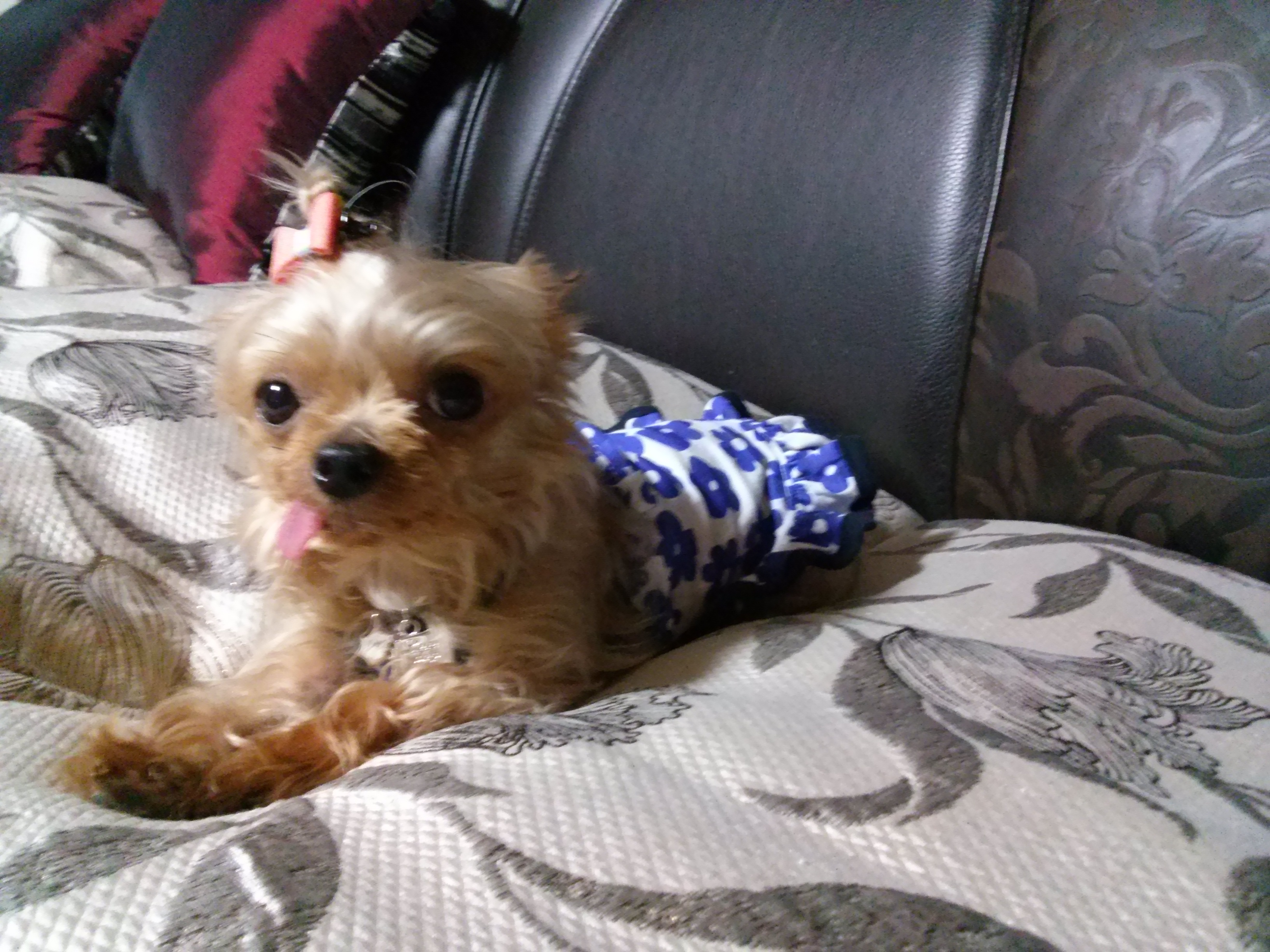 요크셰테리어여아잃어버렷어요 - 강아지 찾아요 - 유기견 보호 센터 - 이미지 1