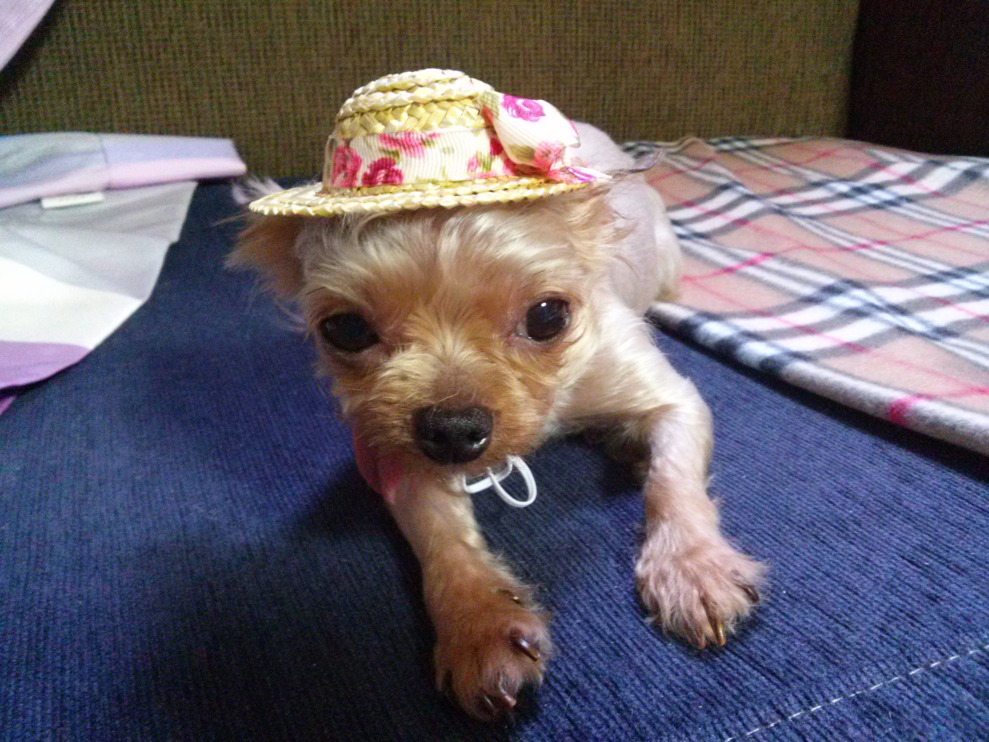 요크셰테리어여아잃어버렷어요 - 강아지 찾아요 - 유기견 보호 센터 - 이미지 2