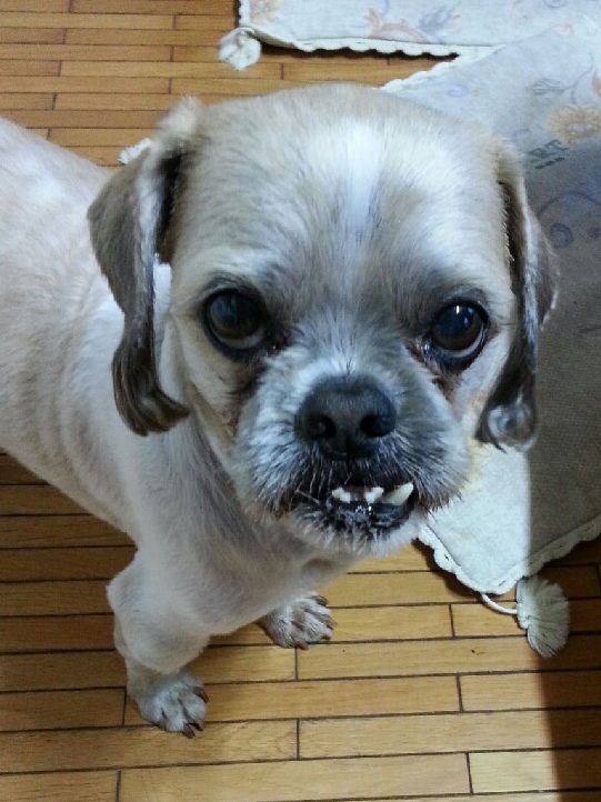 토토를 찾습니다!의정부! 사례금 20만원 드리겠습니다 - 강아지 찾아요 - 유기견 보호 센터 - 이미지 2