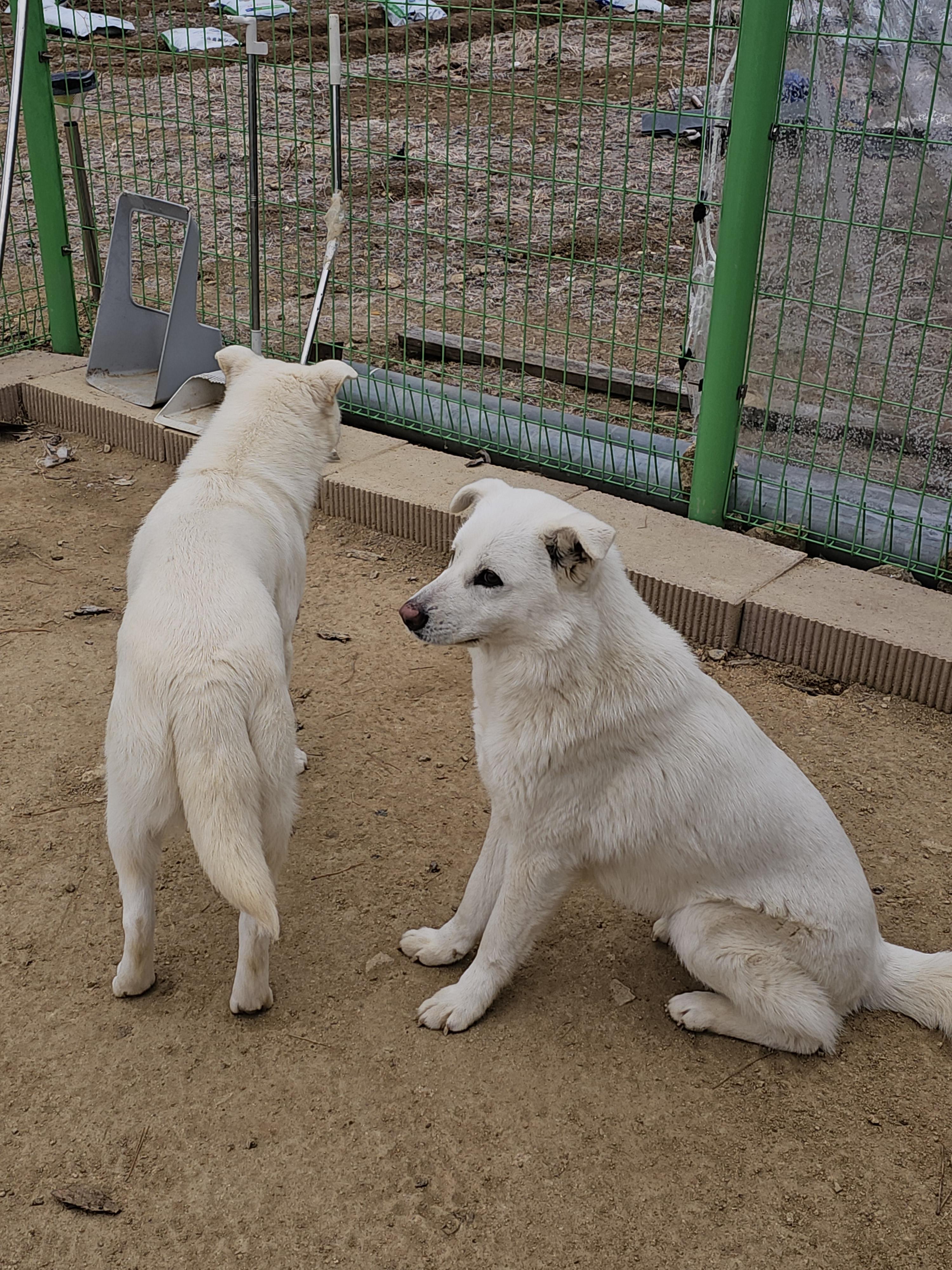 유기견보호센터 강아지보호소 고양이보호소 - 펫찾기 26번째 사진