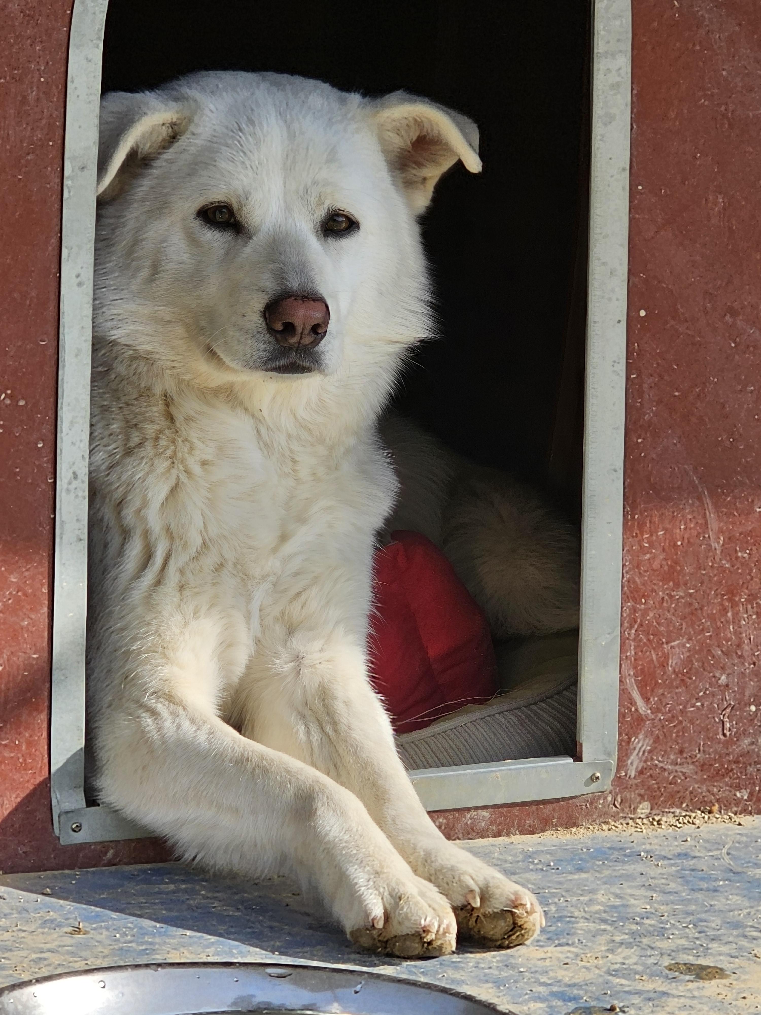 유기견보호센터 강아지보호소 고양이보호소 - 펫찾기 28번째 사진