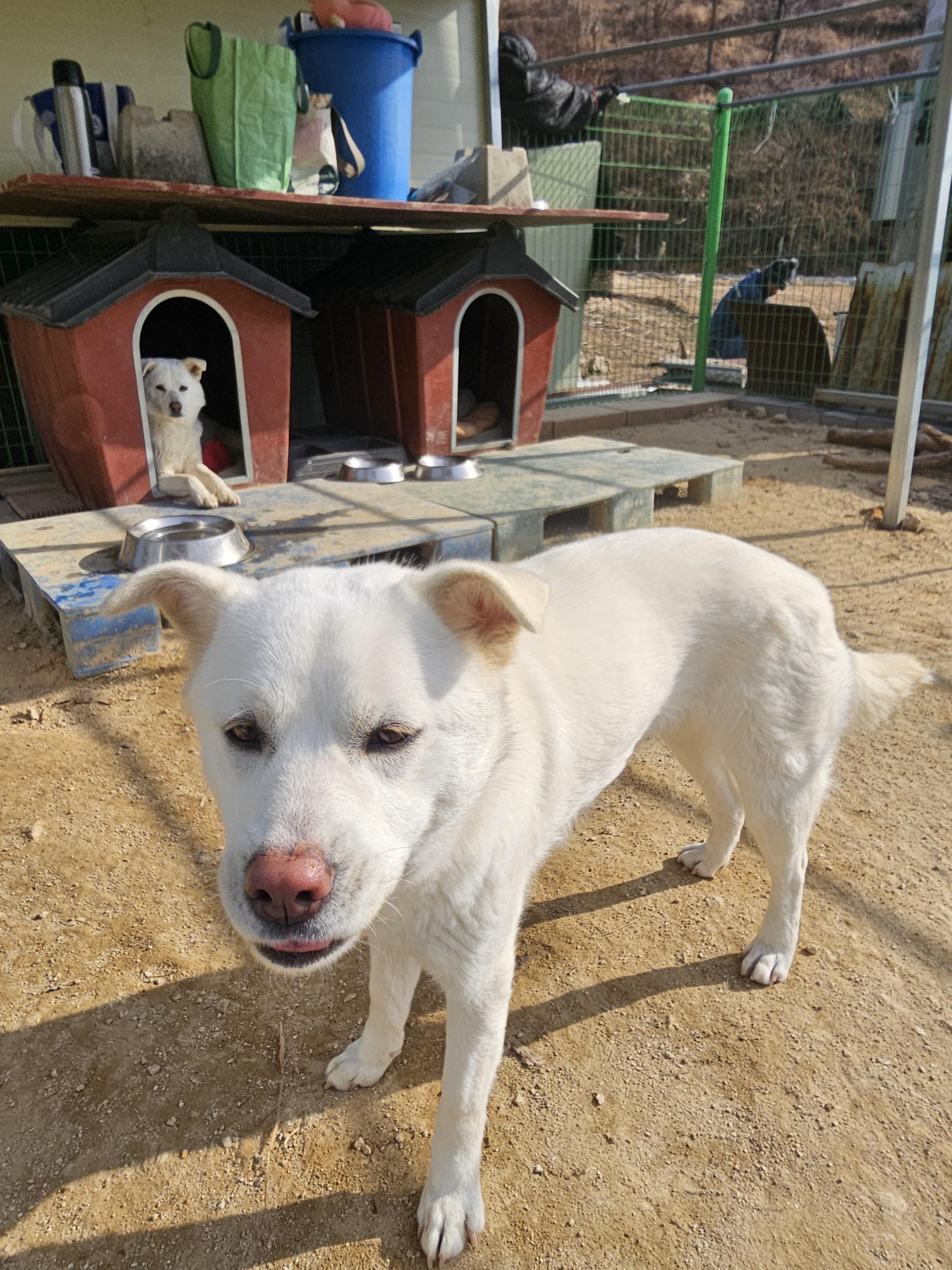 유기견보호센터 강아지보호소 고양이보호소 - 펫찾기 25번째 사진