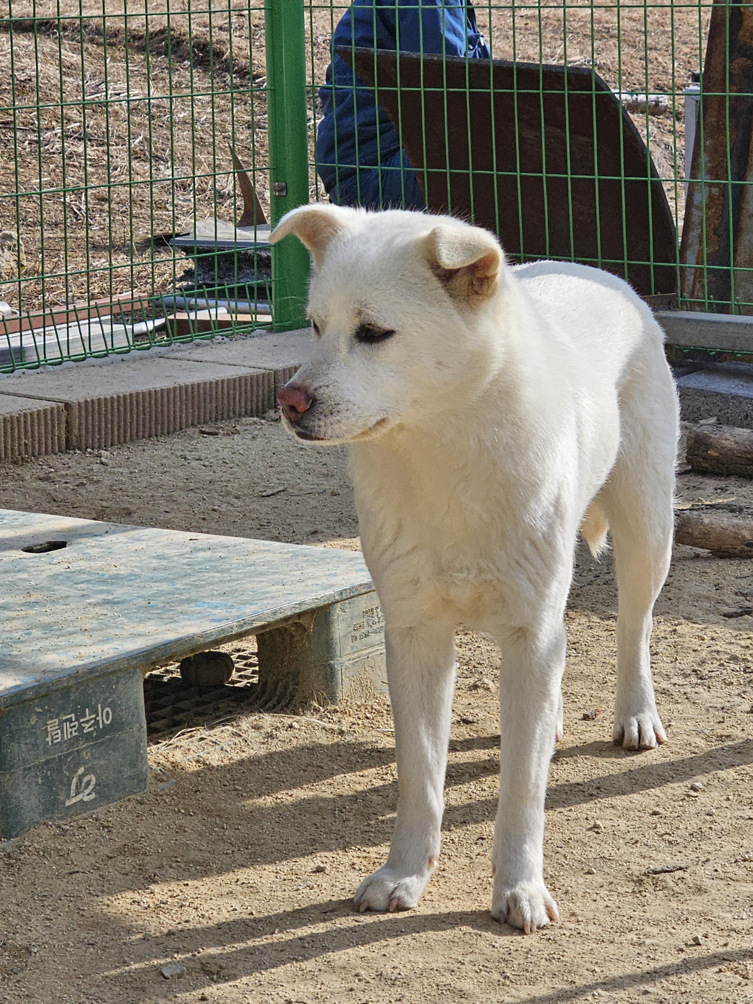 유기견보호센터 강아지보호소 고양이보호소 - 펫찾기 27번째 사진