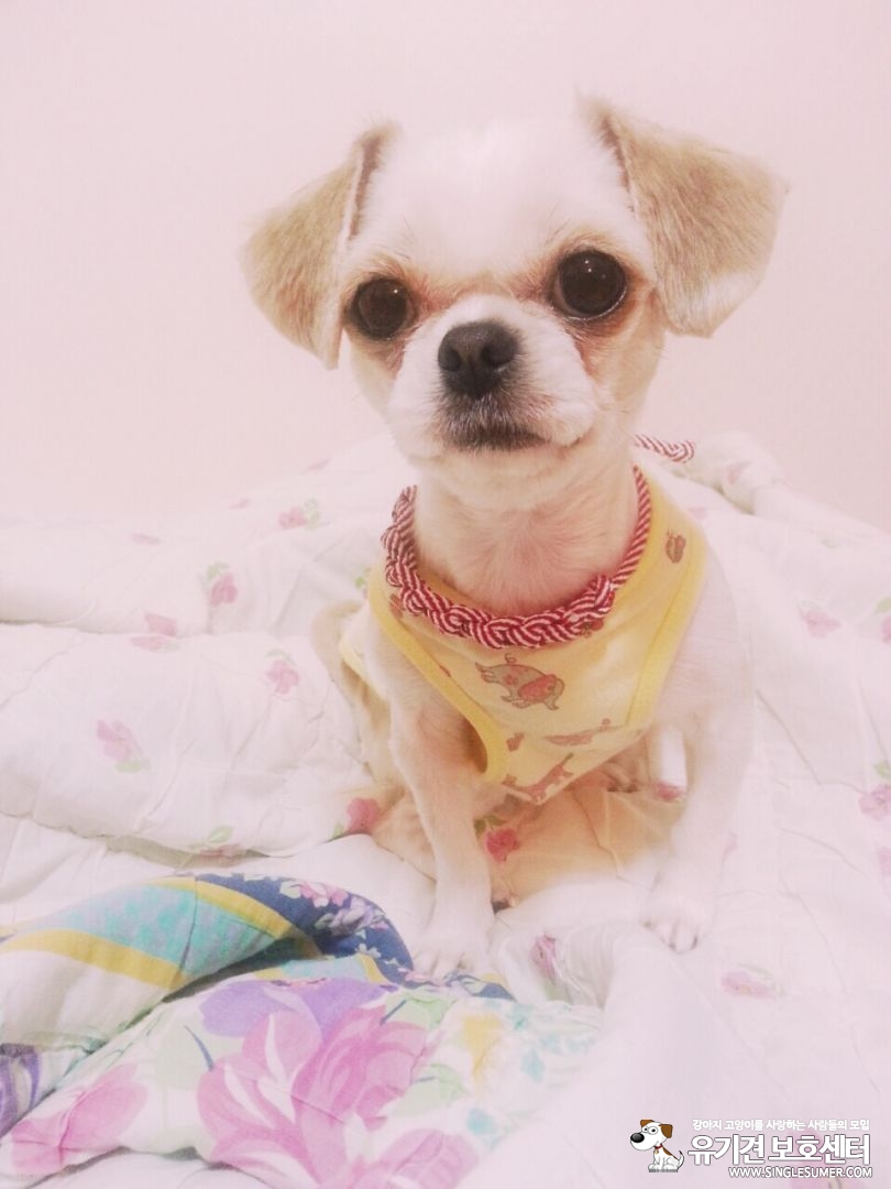 인천/간석동/시츄/암컷/꽁이를 찾아주세요 - 강아지 찾아요 - 유기견 보호 센터 - 이미지 2