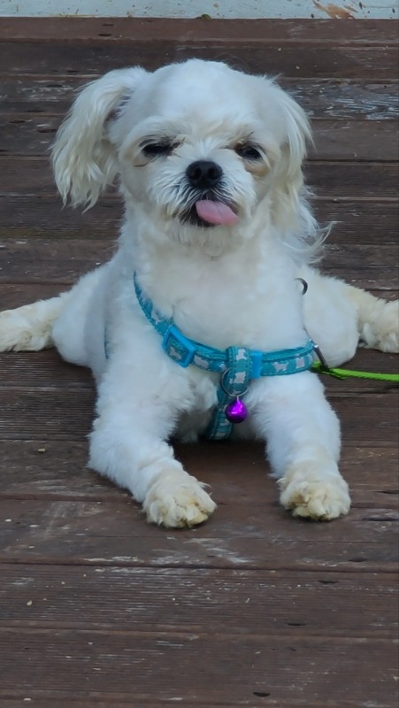 유기견보호센터 강아지보호소 고양이보호소 - 펫찾기 29번째 사진