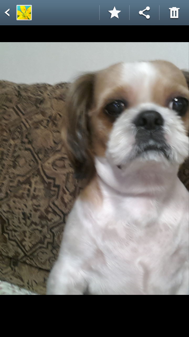 (강아지 찾아요 시츄 남아) 강동구 둔촌동 근처에서 잃어버렸어요 - 강아지 찾아요 - 유기견 보호 센터 - 이미지 2