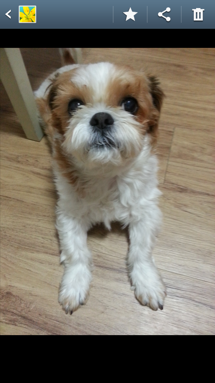 (강아지 찾아요 시츄 남아) 강동구 둔촌동 근처에서 잃어버렸어요 - 강아지 찾아요 - 유기견 보호 센터 - 이미지 3