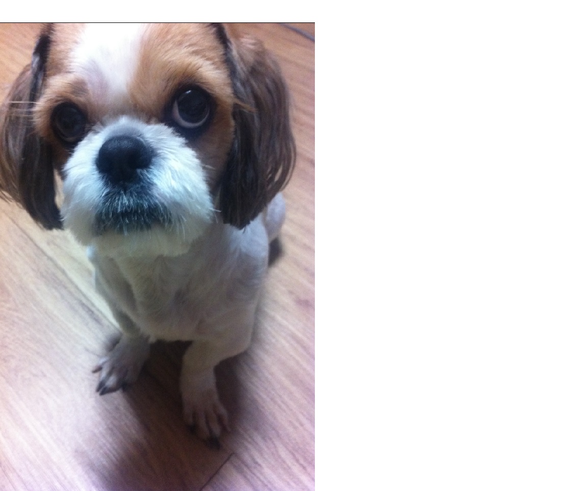 (강아지 찾아요 시츄 남아) 강동구 둔촌동 근처에서 잃어버렸어요 - 강아지 찾아요 - 유기견 보호 센터 - 이미지 1