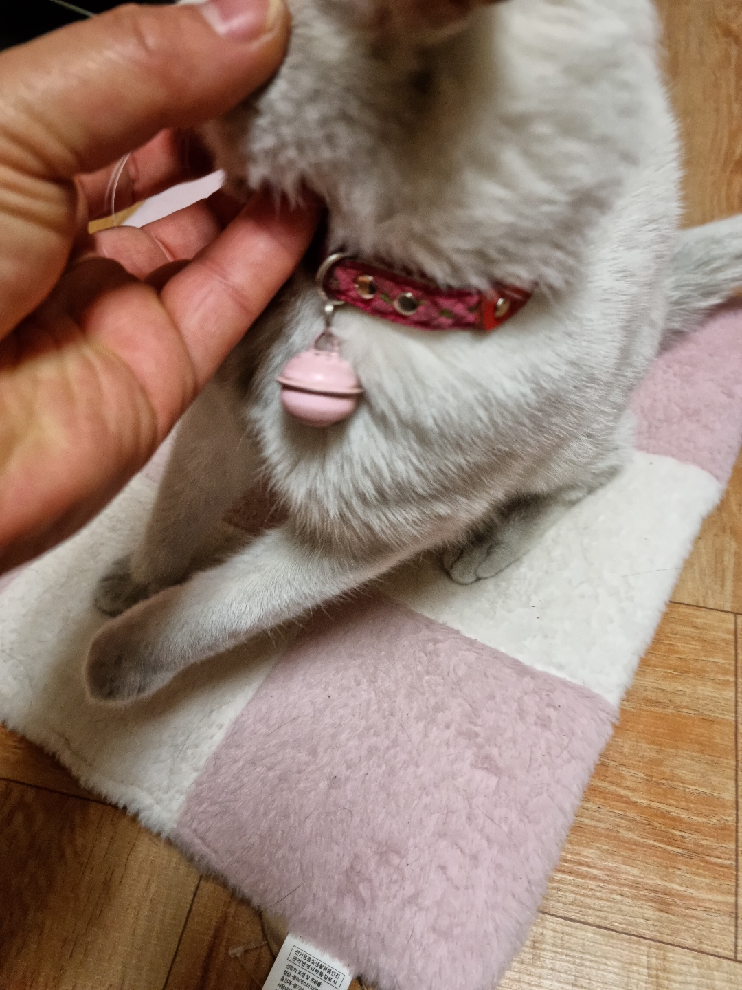 유기견보호센터 강아지보호소 고양이보호소 - 펫찾기 21번째 사진