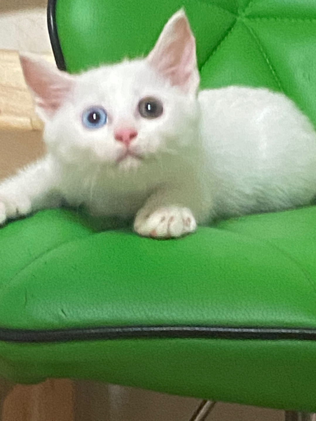 유기견보호센터 강아지보호소 고양이보호소 - 펫찾기 22번째 사진