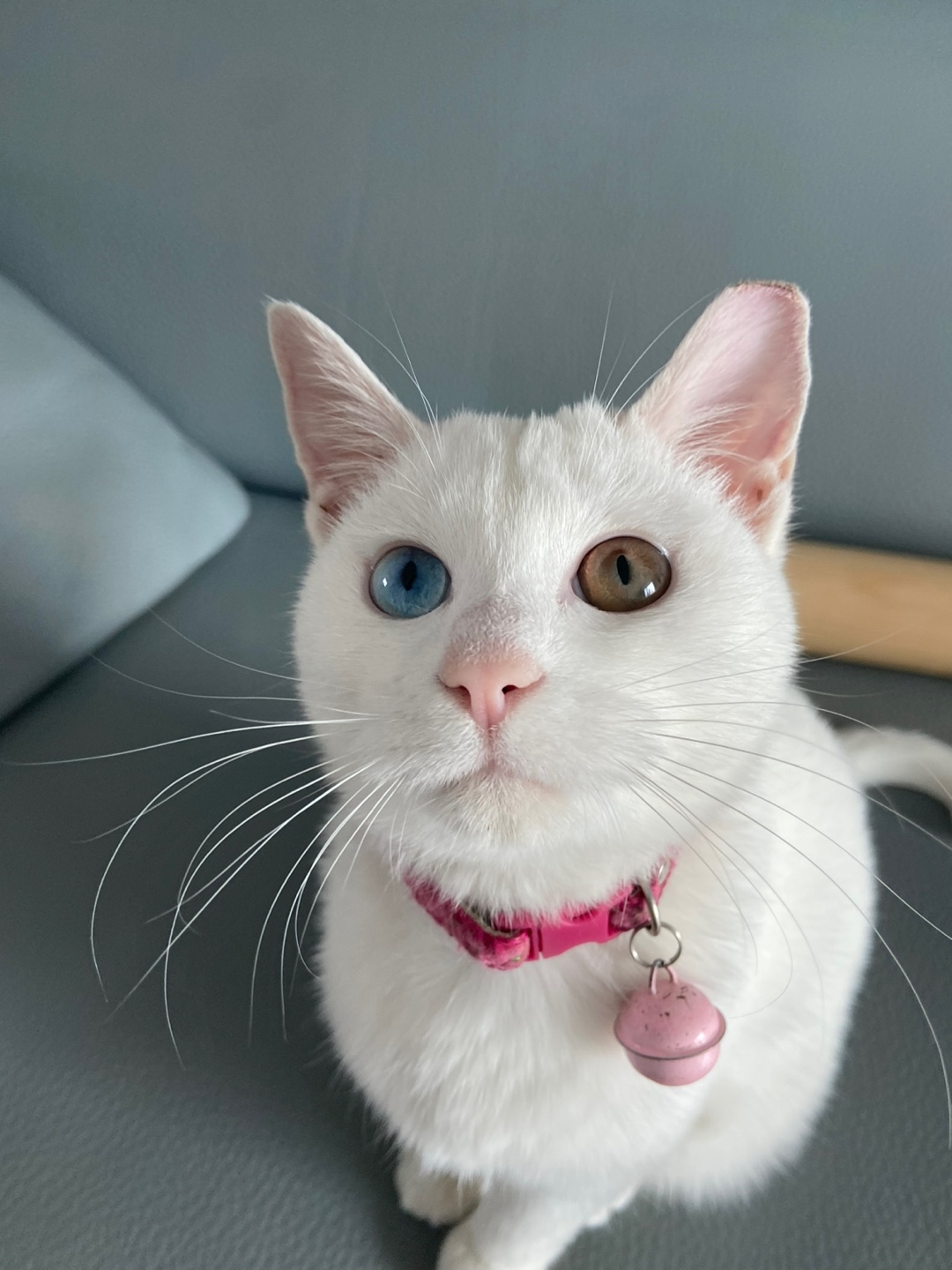 유기견보호센터 강아지보호소 고양이보호소 - 펫찾기 19번째 사진