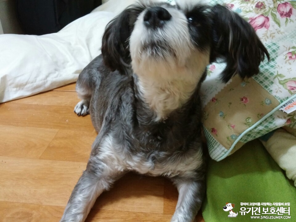 서울 도봉구 슈나우저 찾습니다 - 강아지 찾아요 - 유기견 보호 센터 - 이미지 2