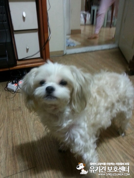 서울 강서구 가양3동 가양6단지 아파트 에서 잃어버린 개를 찾아요 - 강아지 찾아요 - 유기견 보호 센터 - 이미지 2
