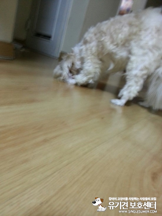 서울 강서구 가양3동 가양6단지 아파트 에서 잃어버린 개를 찾아요 - 강아지 찾아요 - 유기견 보호 센터 - 이미지 3