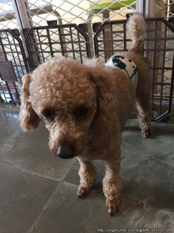 유기견보호센터 강아지보호소 고양이보호소 - 펫찾기 3번째 사진