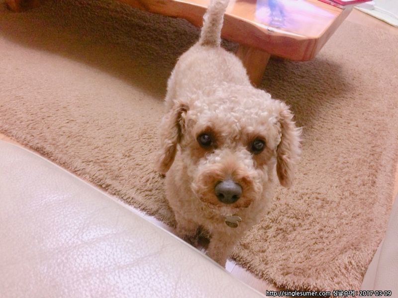 유기견보호센터 강아지보호소 고양이보호소 - 펫찾기 2번째 사진