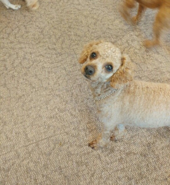 유기견보호센터 강아지보호소 고양이보호소 - 펫찾기