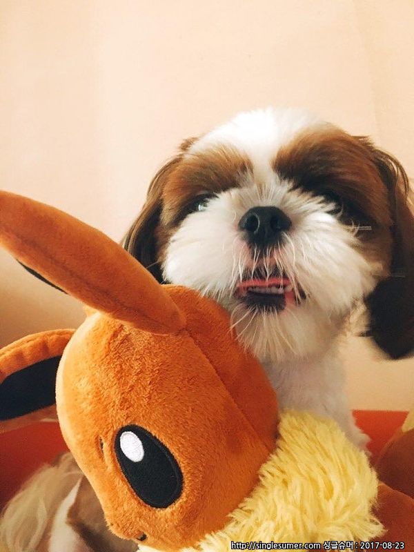 유기견보호센터 강아지보호소 고양이보호소 - 펫찾기 28번째 사진