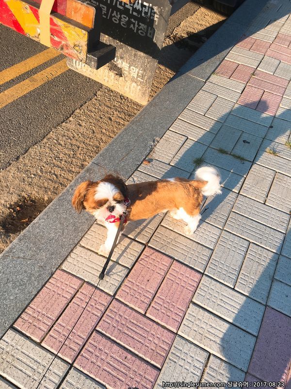 유기견보호센터 강아지보호소 고양이보호소 - 펫찾기 30번째 사진