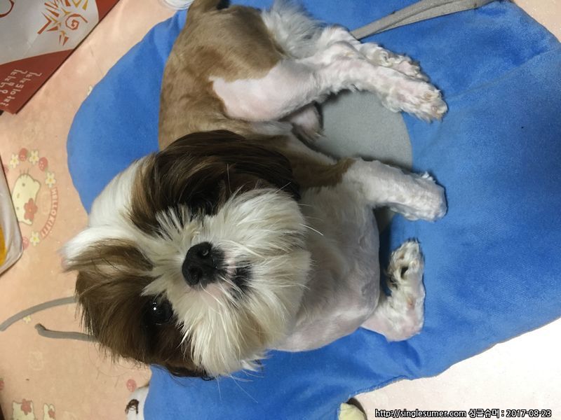 유기견보호센터 강아지보호소 고양이보호소 - 펫찾기 31번째 사진