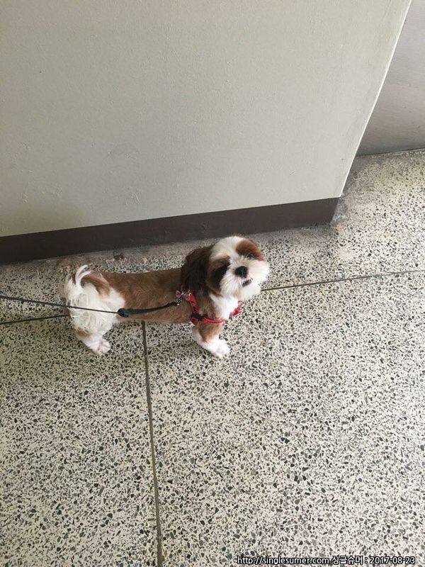 유기견보호센터 강아지보호소 고양이보호소 - 펫찾기 29번째 사진