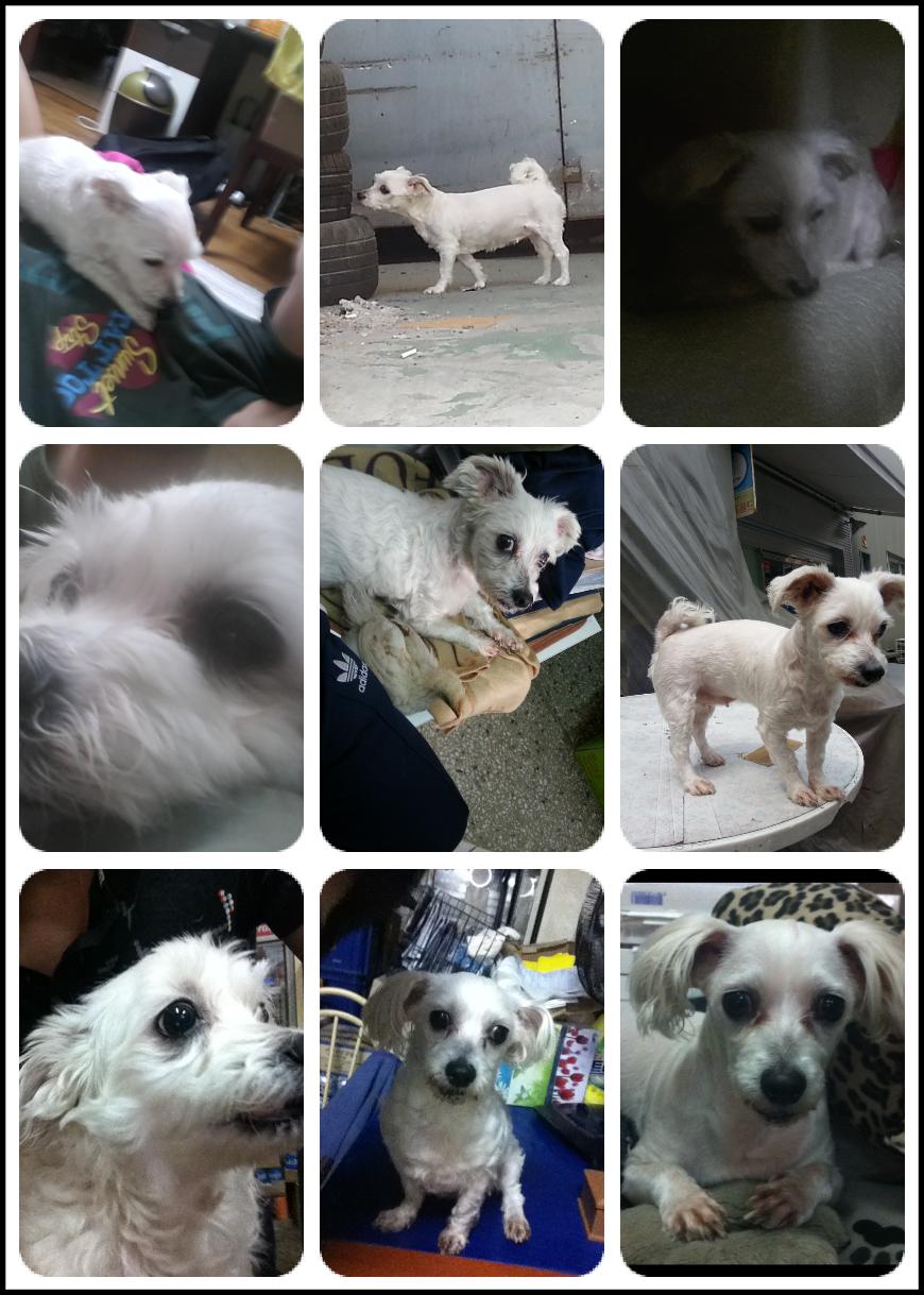 마포구 성산동 흰색 말티즈 암컷 찾아요 - 강아지 찾아요 - 유기견 보호 센터 - 이미지 1