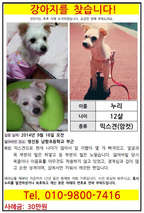 (강아지 찾아요) 부산 영도구 / 믹스견 / 암컷 / 누리 찾아요 /사례합니다! - 강아지 찾아요 - 유기견 보호 센터 - 이미지 1