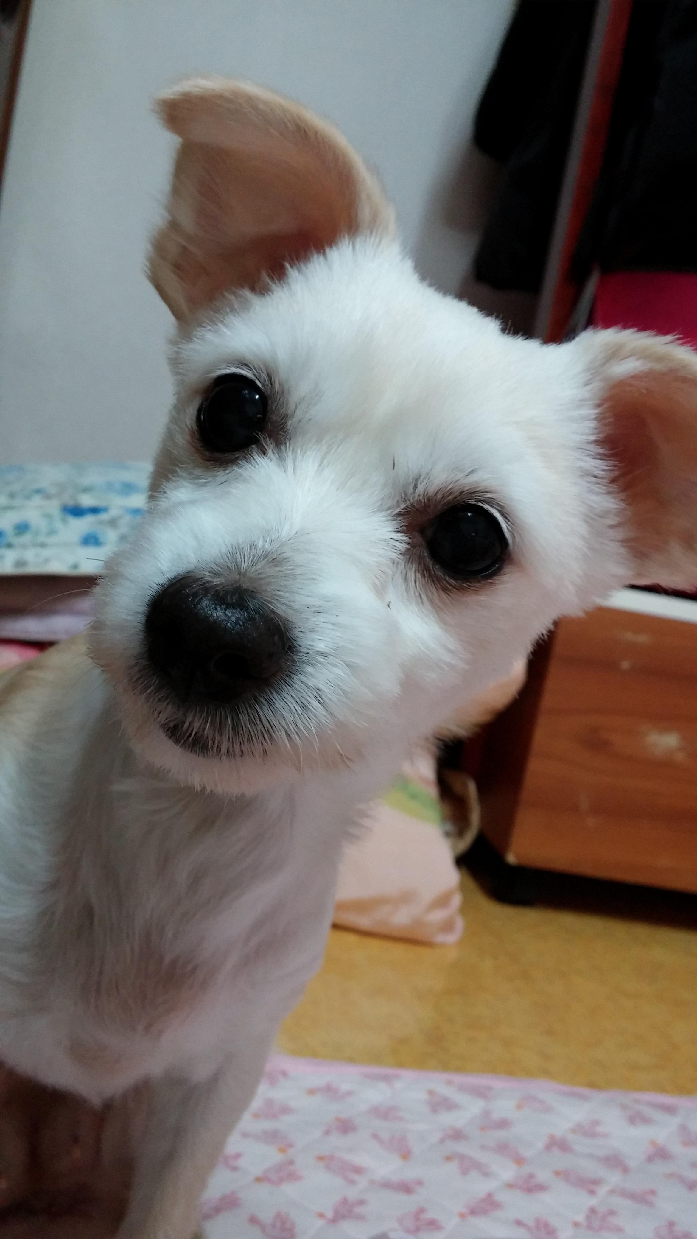 (강아지 찾아요) 부산 영도구 / 믹스견 / 암컷 / 누리 찾아요 /사례합니다! - 강아지 찾아요 - 유기견 보호 센터 - 이미지 2