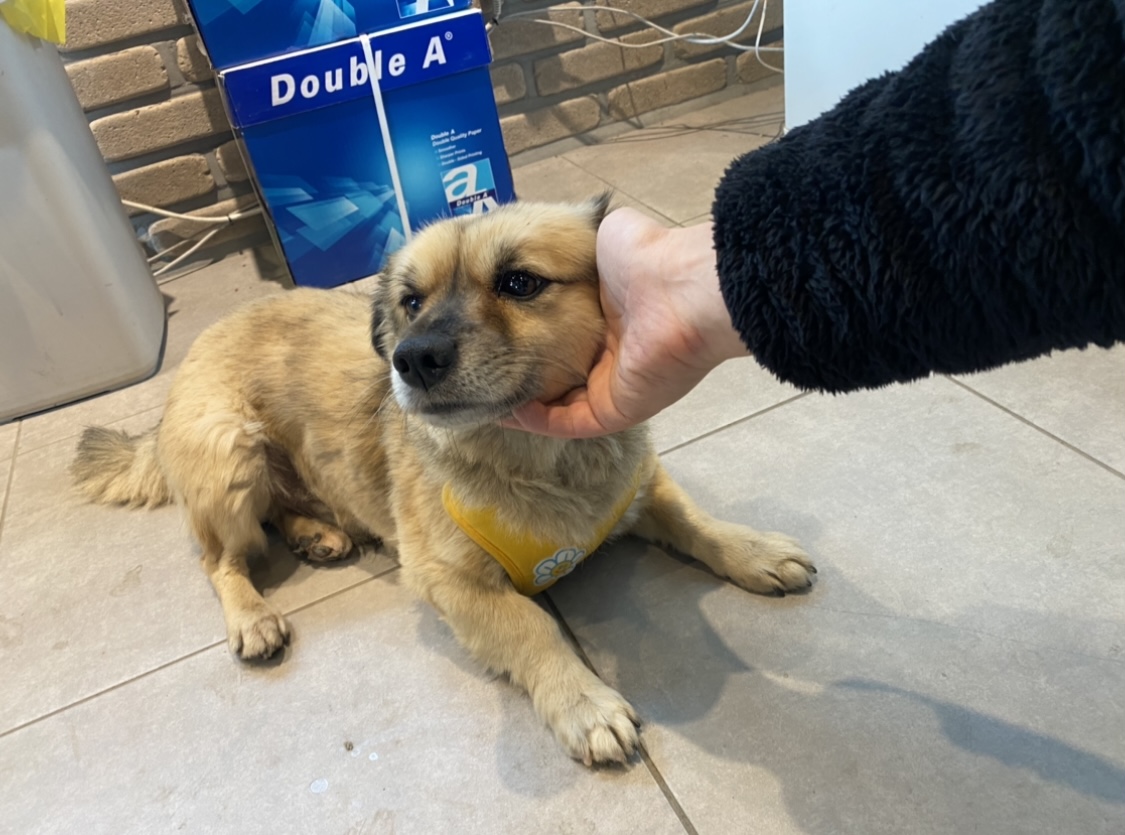 유기견보호센터 강아지보호소 고양이보호소 - 펫찾기 26번째 사진