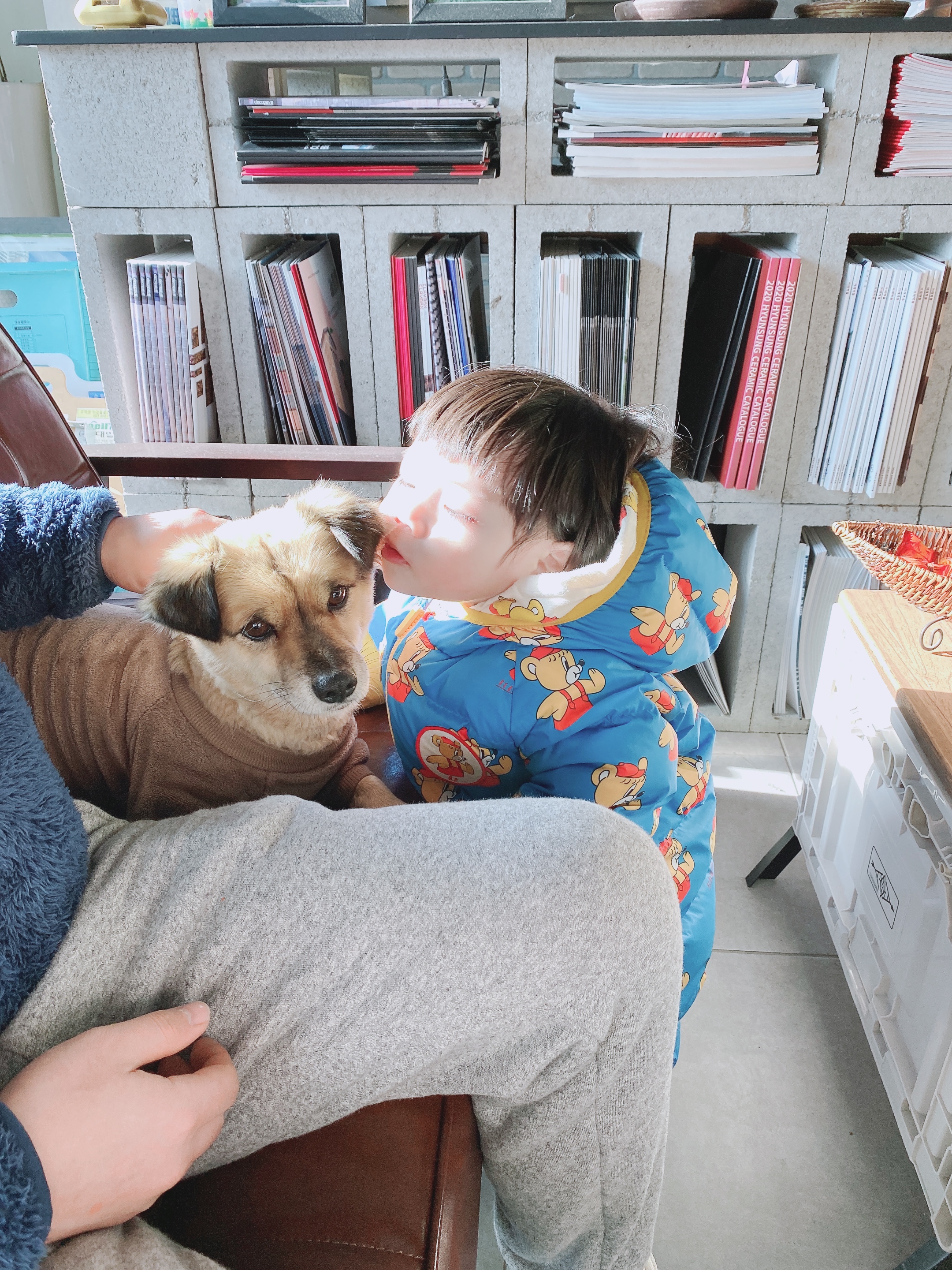 유기견보호센터 강아지보호소 고양이보호소 - 펫찾기 25번째 사진