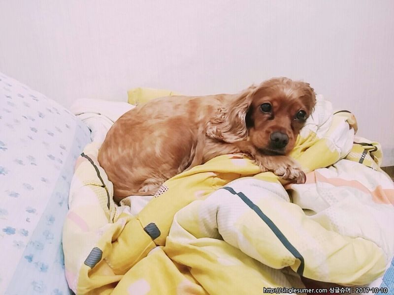 유기견보호센터 강아지보호소 고양이보호소 - 펫찾기 24번째 사진