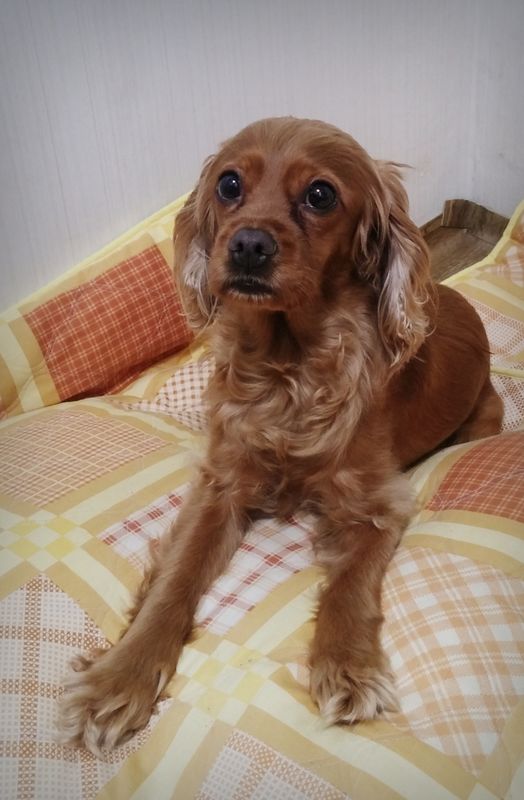 유기견보호센터 강아지보호소 고양이보호소 - 펫찾기 23번째 사진