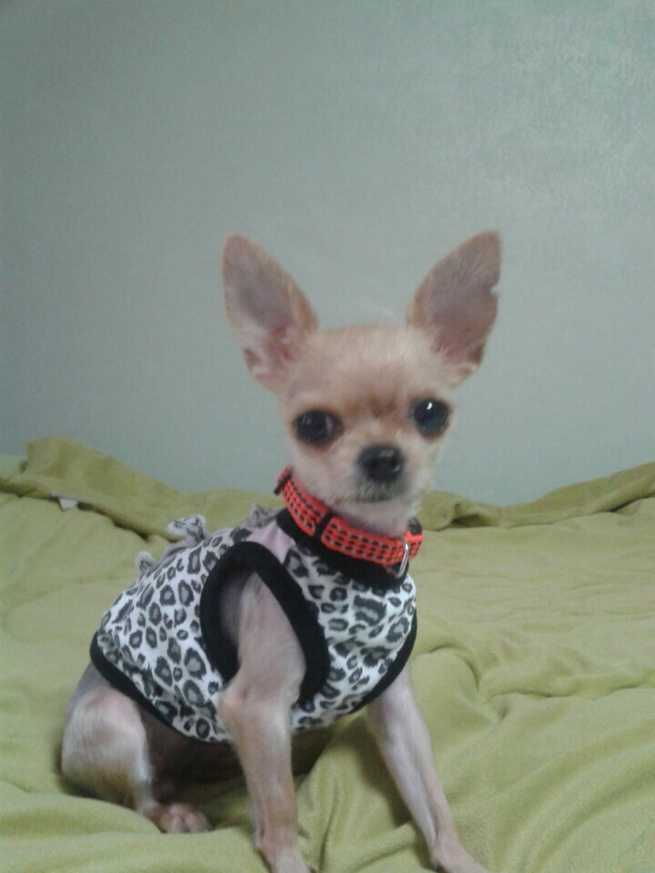 광주광역시 북구 각화동 글로벌아파트 요크셔테리어 강아지 찾습니다 - 강아지 찾아요 - 유기견 보호 센터 - 이미지 1