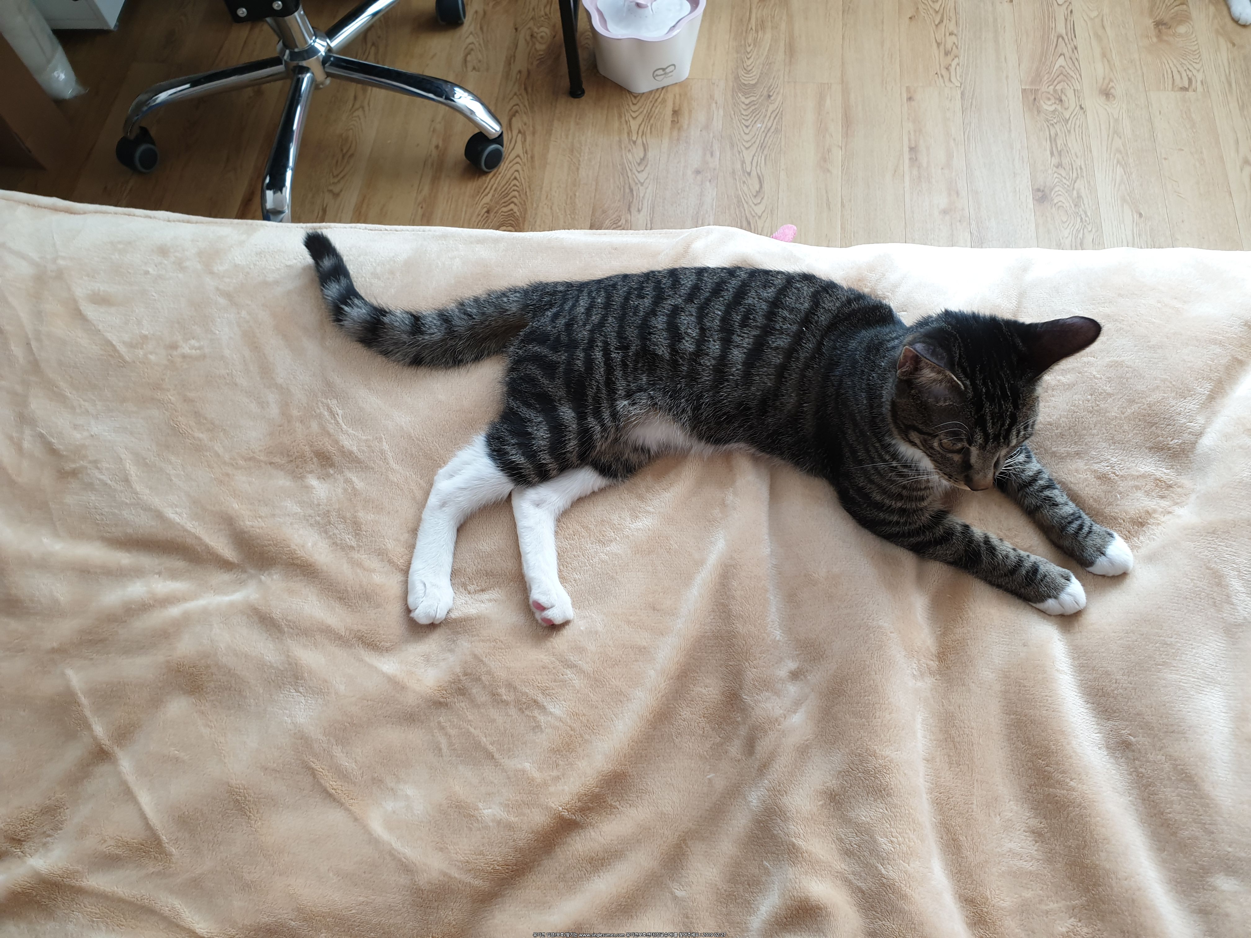 고양이를 찾습니다. 4번째 사진