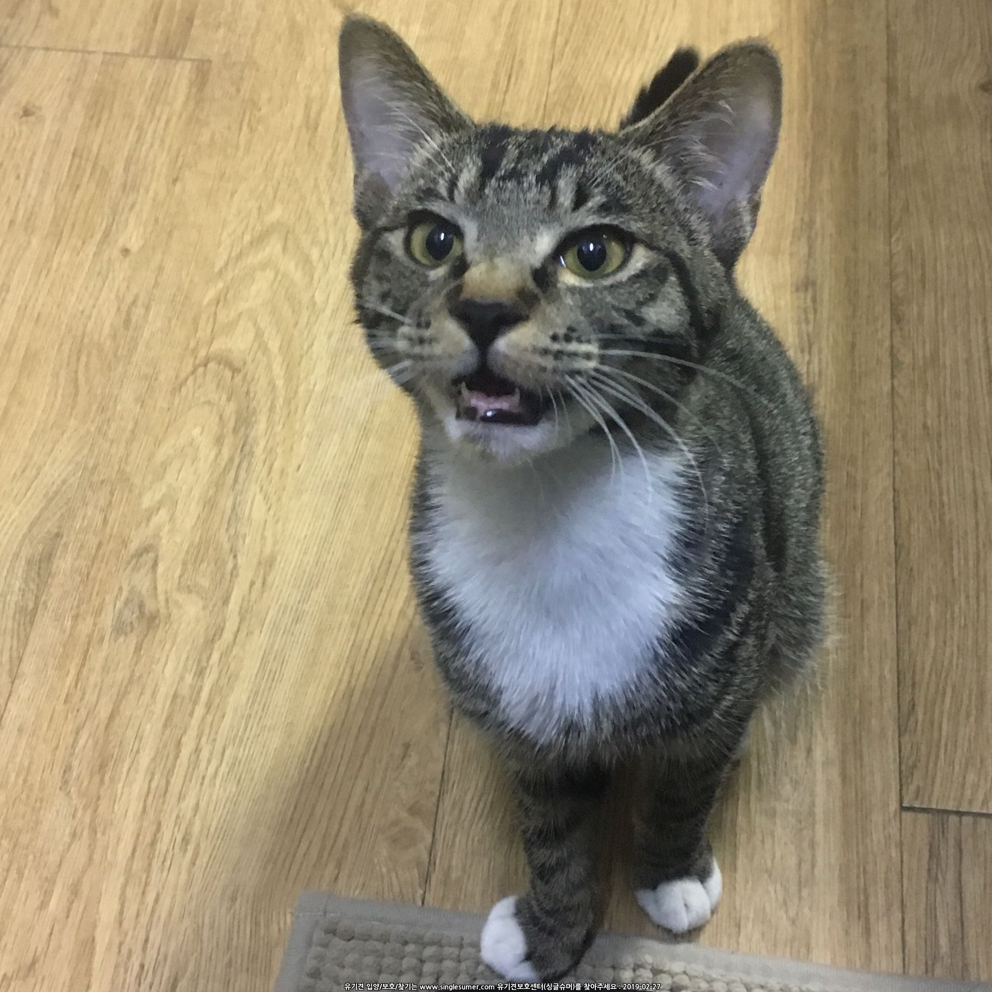 고양이를 찾습니다.