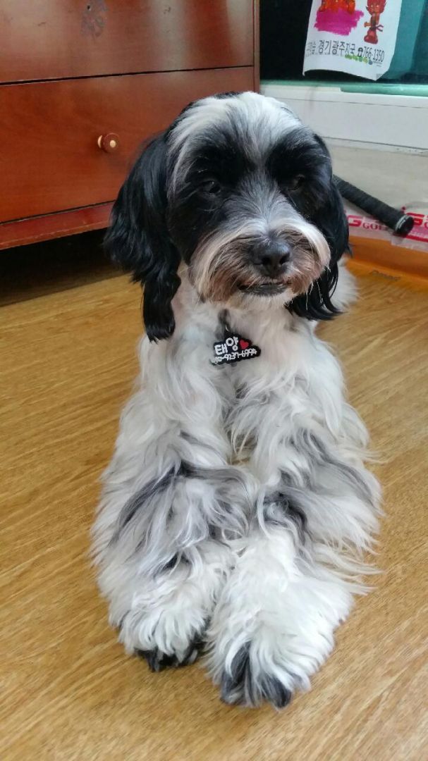 태양이를 찾아주세요ㅜ.ㅜ - 강아지 찾아요 - 유기견 보호 센터 - 이미지 3