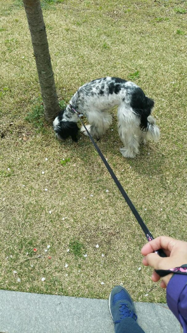 태양이를 찾아주세요ㅜ.ㅜ - 강아지 찾아요 - 유기견 보호 센터 - 이미지 2