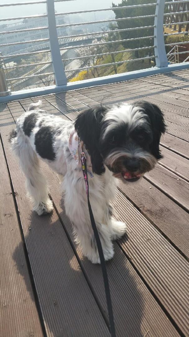 태양이를 찾아주세요ㅜ.ㅜ - 강아지 찾아요 - 유기견 보호 센터 - 이미지 1