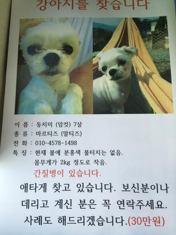 은평구 구산동 말티즈 2키로 여아 찾져요