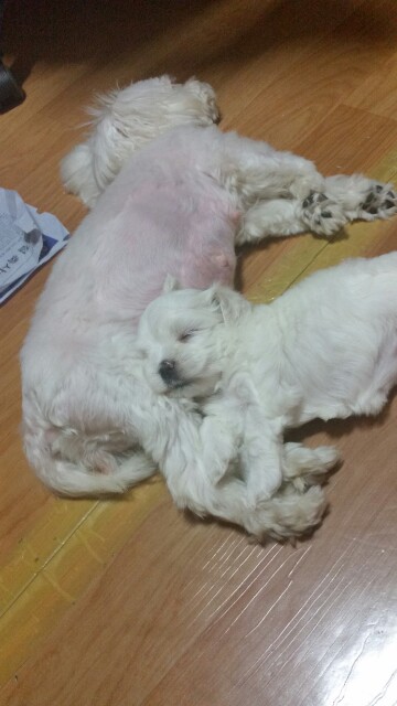 연수4단지 말티즈 여아!! - 강아지 찾아요 - 유기견 보호 센터 - 이미지 3