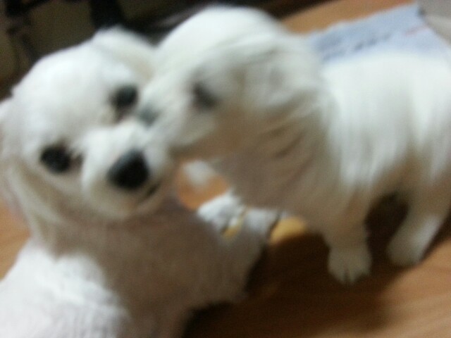 연수4단지 말티즈 여아!! - 강아지 찾아요 - 유기견 보호 센터 - 이미지 2