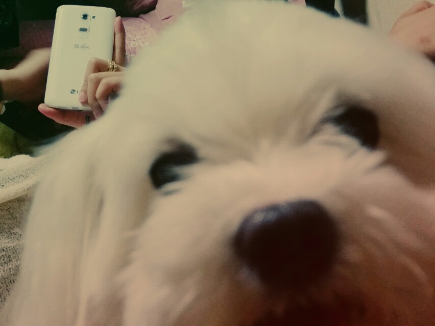 연수4단지 말티즈 여아!! - 강아지 찾아요 - 유기견 보호 센터 - 이미지 1